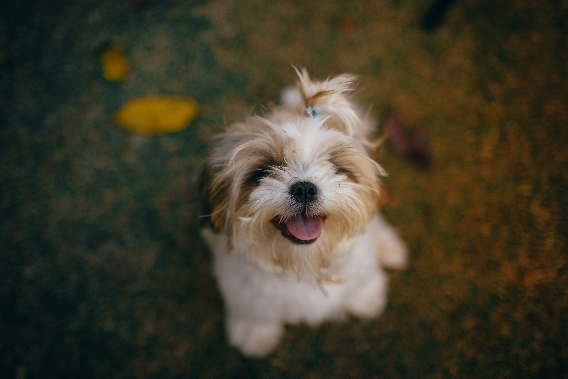 More Than Just Cute: How Happy & Polly Champions Pet Wellness