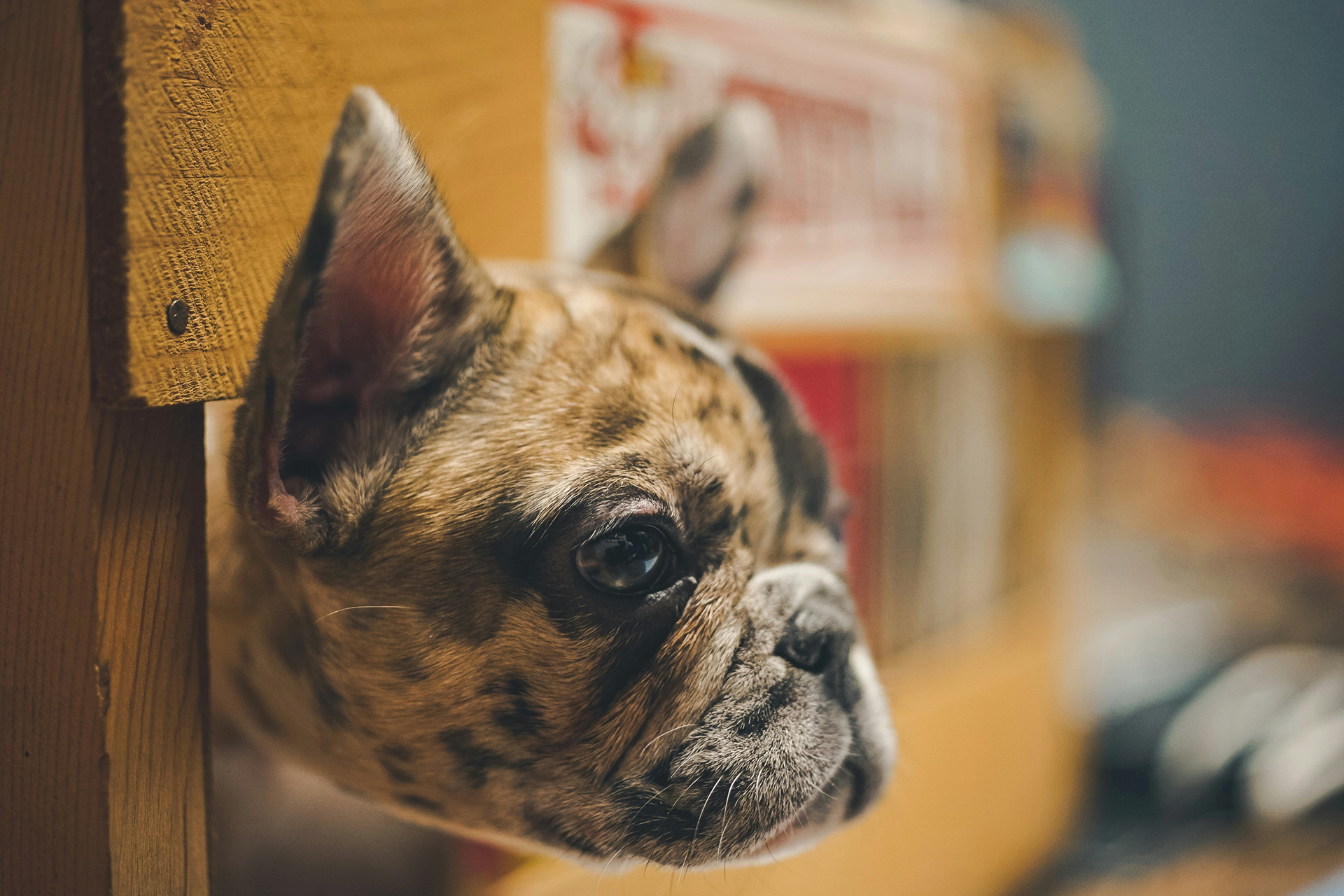 Beyond Ordinary Pet Products: Discovering the Happy & Polly Touch
